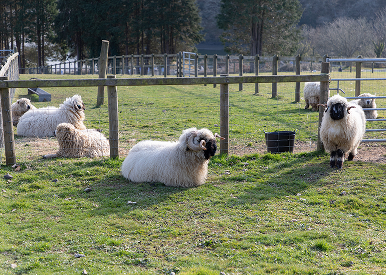 Valais Blacknose Wether Sheep and Greyface Dartmoor Sheep