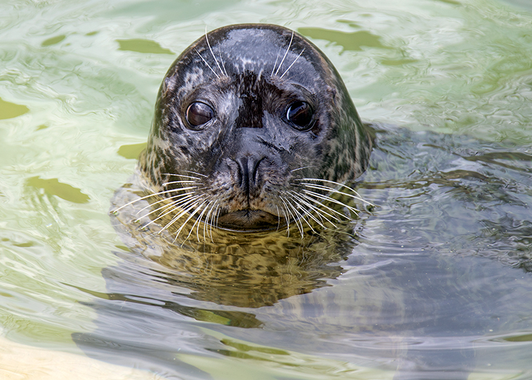 Cornish Seal Sanctuary