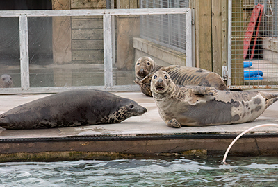 Pumpkin with Aayla and Willow