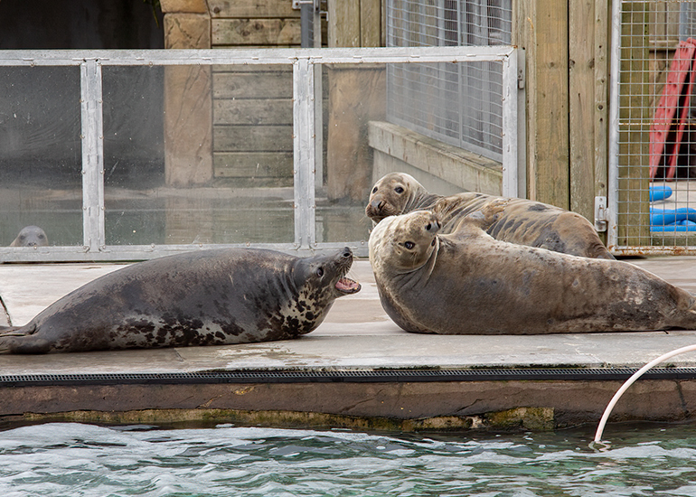 The Cornish Seal Sanctuary