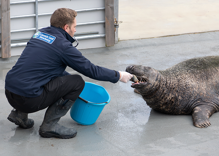 Cornish Seal Sanctuary
