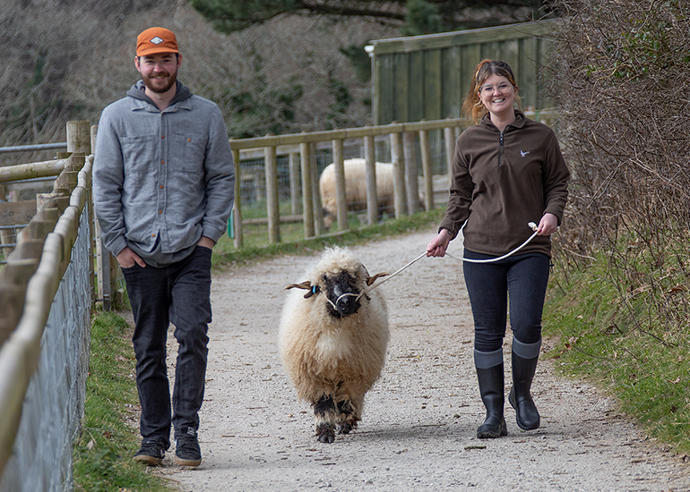 Owners of special rare-breed sheep