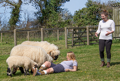 Valais Blacknose Wether Sheep and the Greyface Dartmoor Sheep