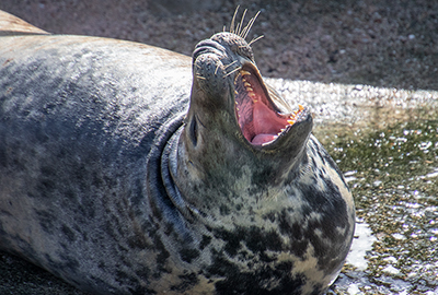 Cornish Seal Sanctuary