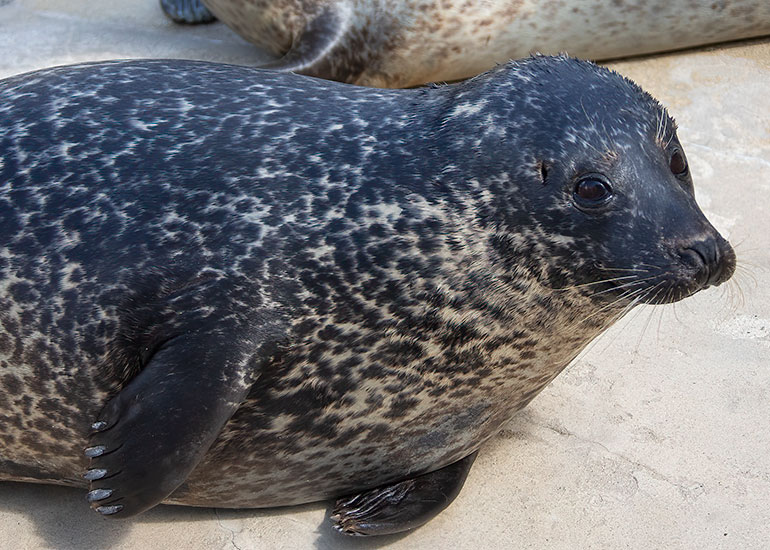 Jarvis - Common Seal