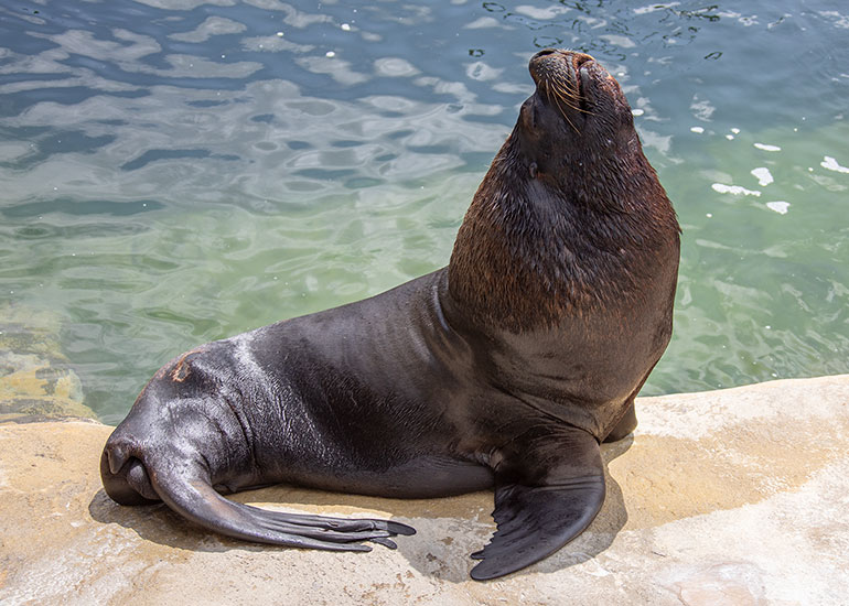 Diego - Patagonian Sea Lion