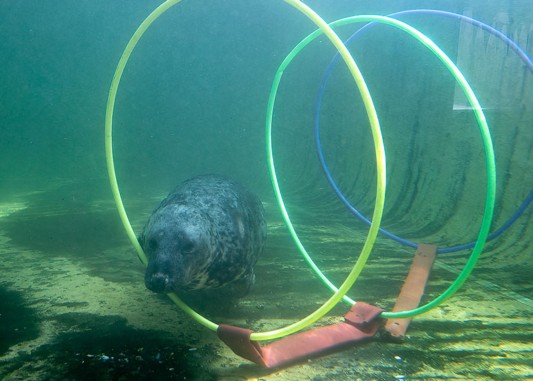 Aayla loves these loops...she some of her day going through these