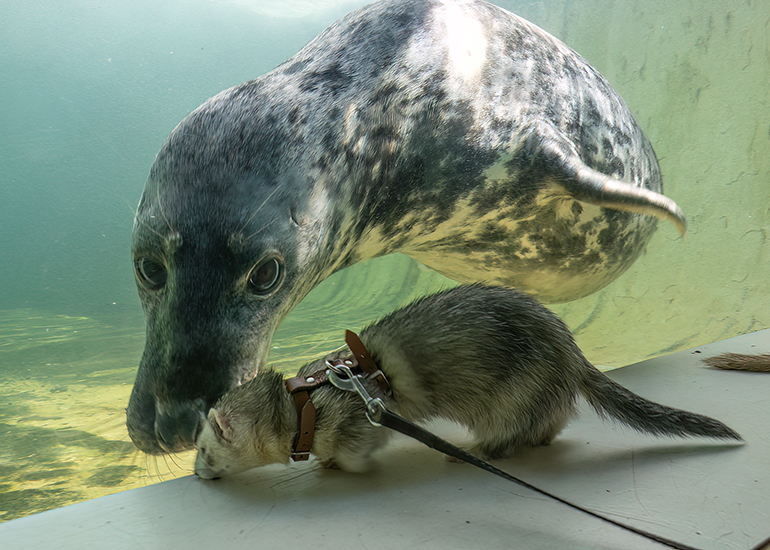 When Aayla met the Ferrets