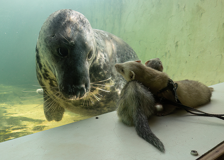 When Aayla met the Ferrets