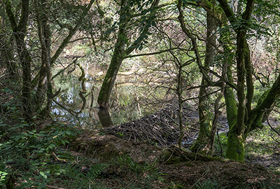 Amazing dam built by the beavers