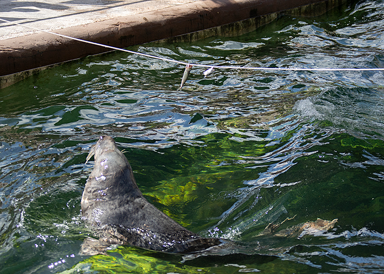 Enrichment programme