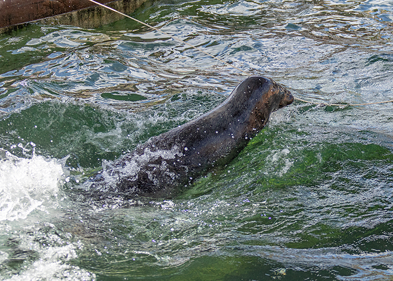 Pumpkin got his fish!