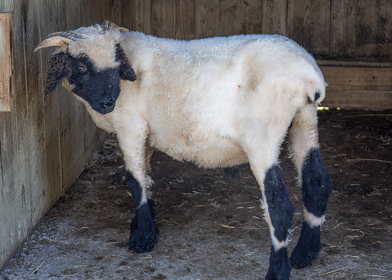 Special Rare-Breed Sheep - Komper