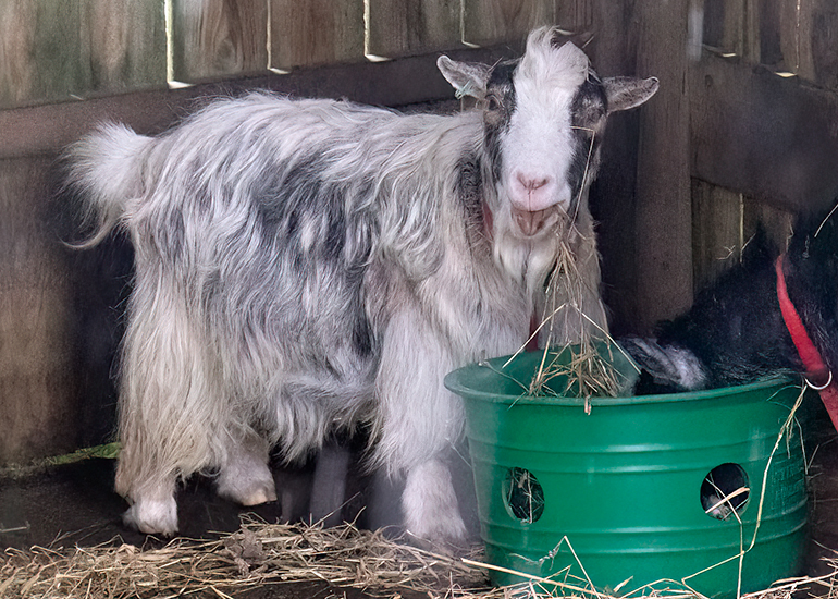 CORNISH SEAL SANCTUARY