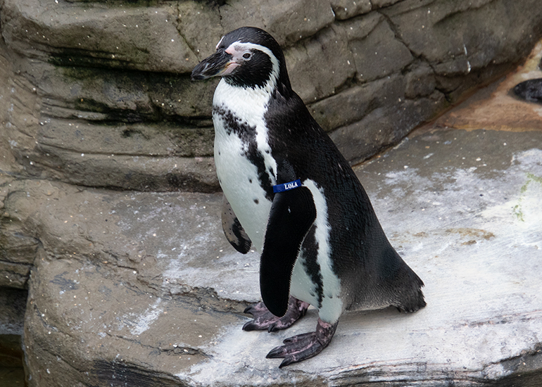 Lola - Humboldt Penguin