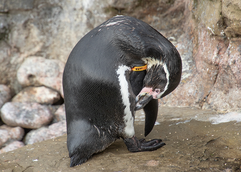 Waddles - Humboldt Penguin