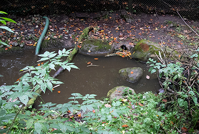 Can you see Norbert, the Beaver, sleeping in the corner of the water to the right of the photo!