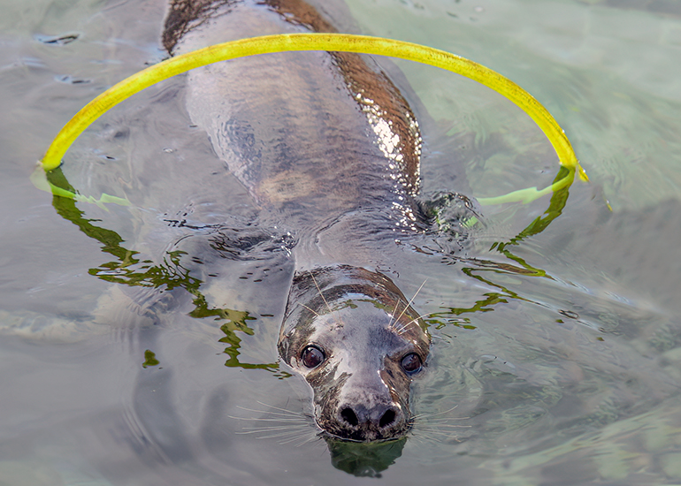 CORNISH SEAL SANCTUARY