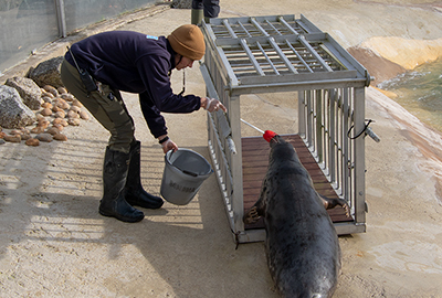Anne is doing target training and getting him used to going in and out of this cage