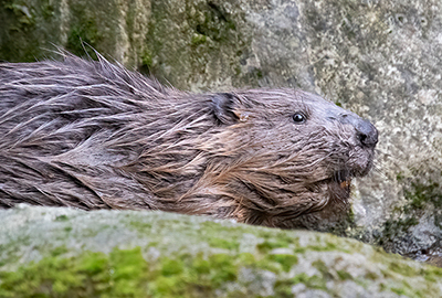 Beaver