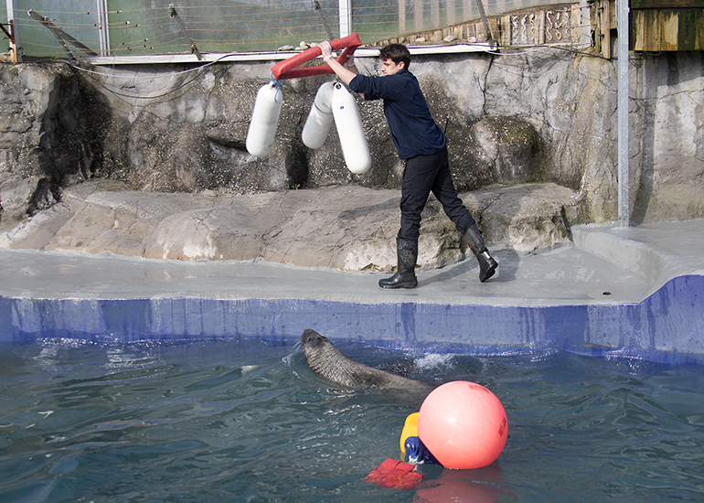 Ben with enrichment toys for Marlin and Yulelogs!