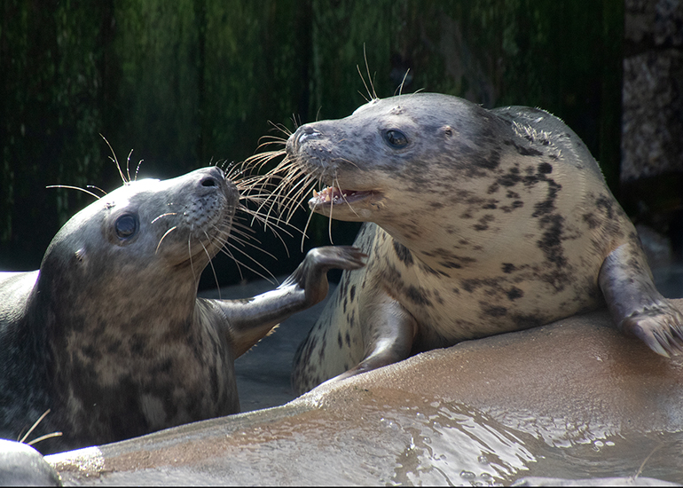 Rescued seal pups - Kit Harington (left) and Carrie Fisher (right)