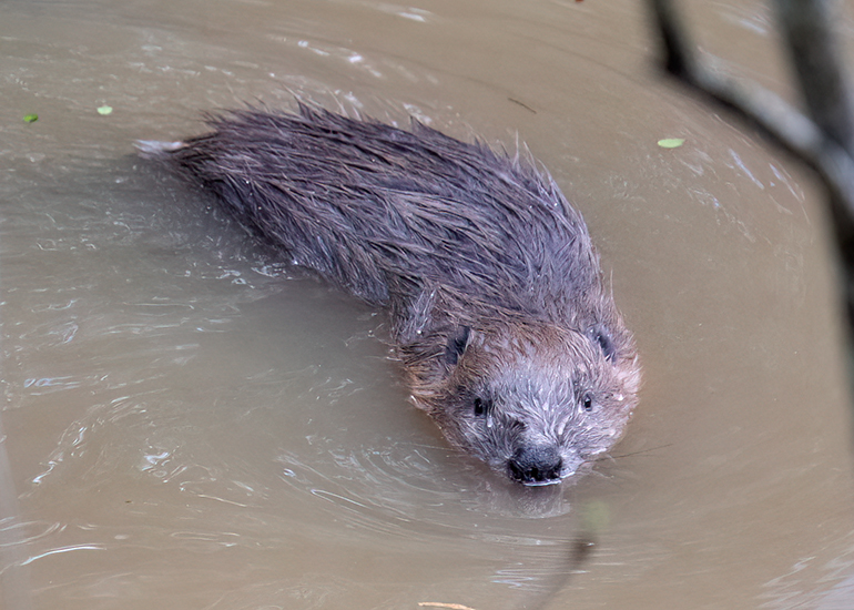 Kit Beaver