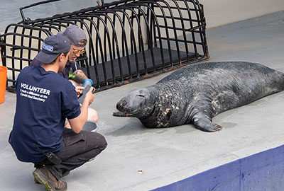 Cornish Seal Sanctuary