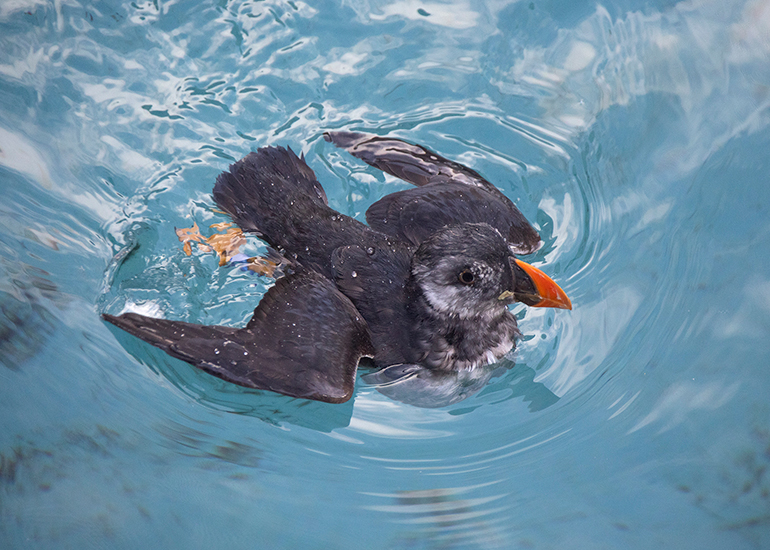 Puffin