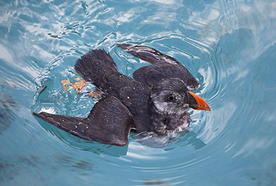 Puffin