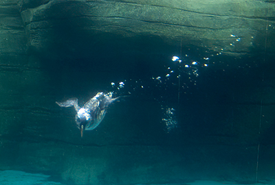 Puffin