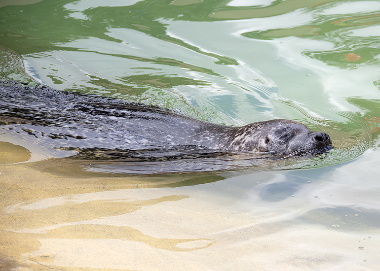 The Cornish Seal Sanctuary