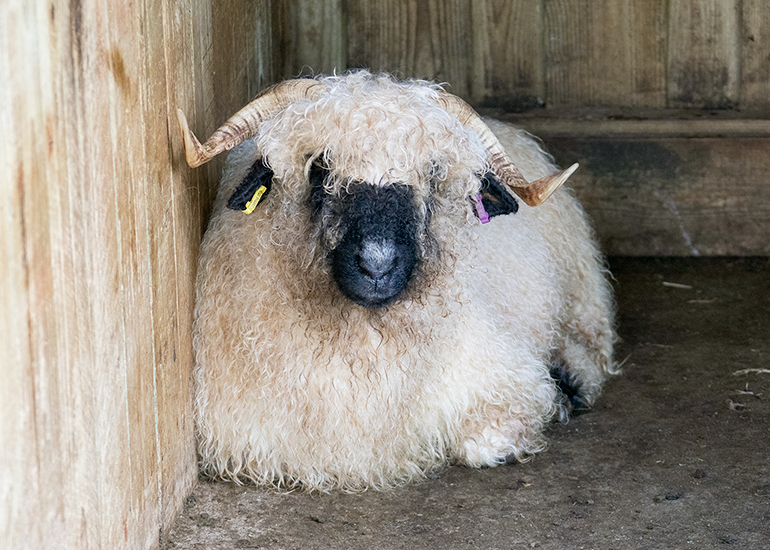 Ira - Valais Blacknose Wether Sheep