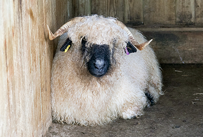Ira - Valais Blacknose Wether Sheep