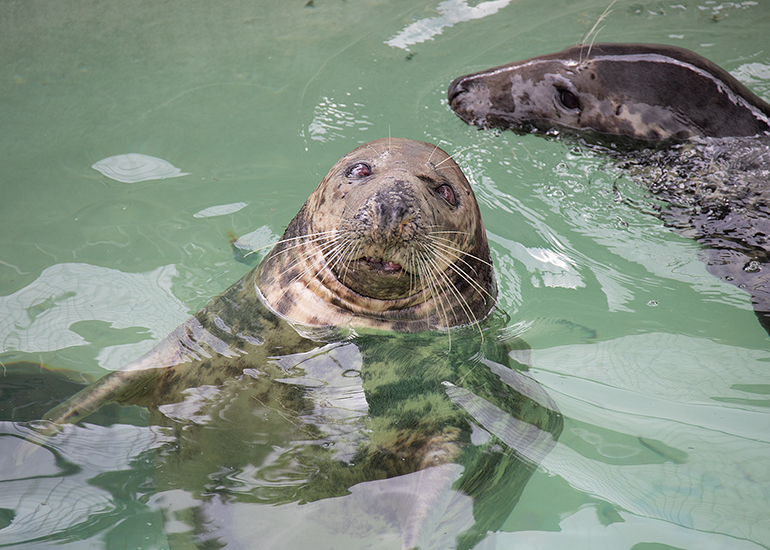 The Cornish Seal Sanctuary