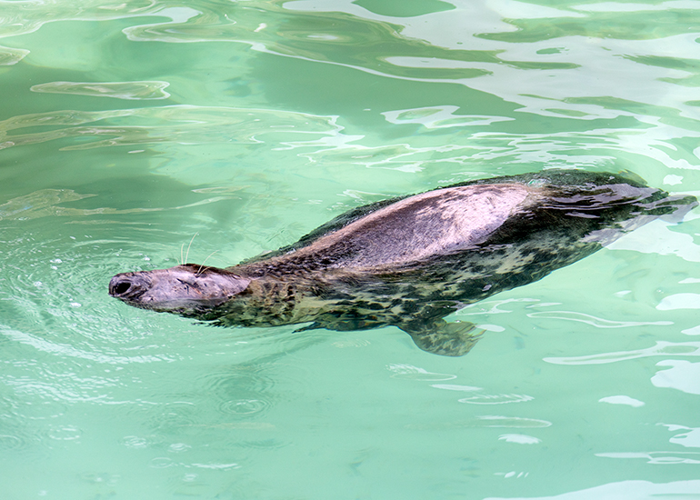 The Cornish Seal Sanctuary