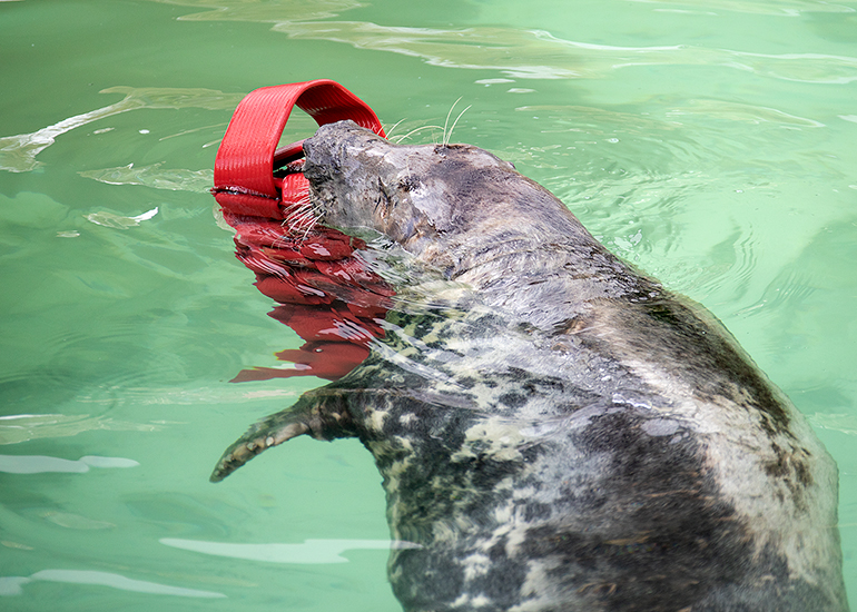 Cornish Seal Sanctuary