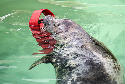 Cornish Seal Sanctuary