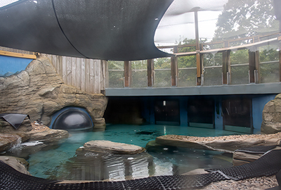 Puffin Enclosure