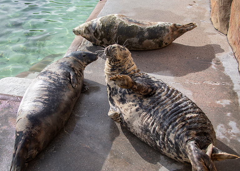 Cornish Seal Sanctuary