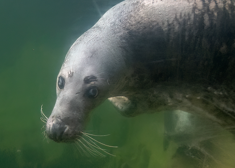 Cornish Seal Sanctuary