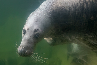 Cornish Seal Sanctuary