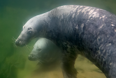 Cornish Seal Sanctuary