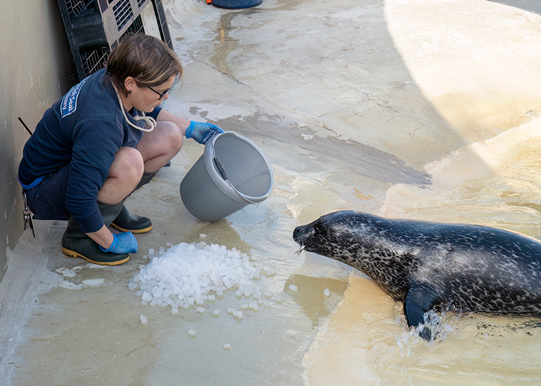 Cornish Seal Sanctuary