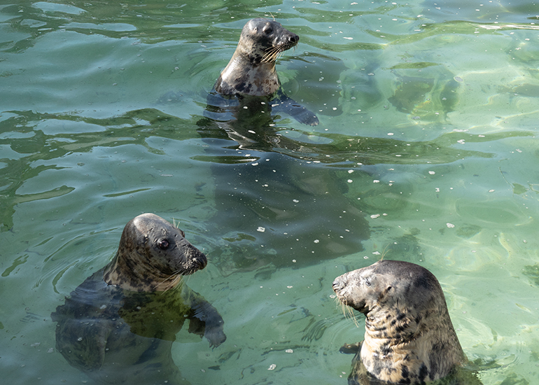 Cornish Seal Sanctuary
