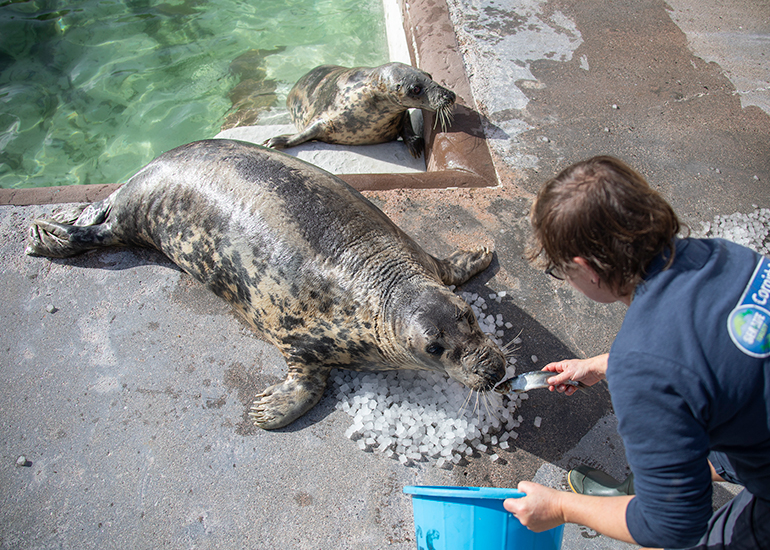 Cornish Seal Sanctuary