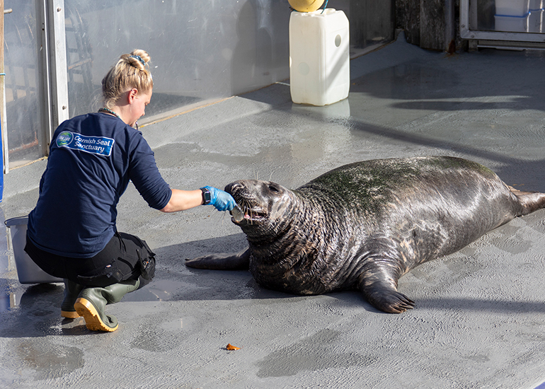 Cornish Seal Sanctuary