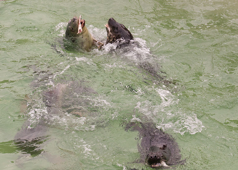 Feeding time in the Convalescent Pool