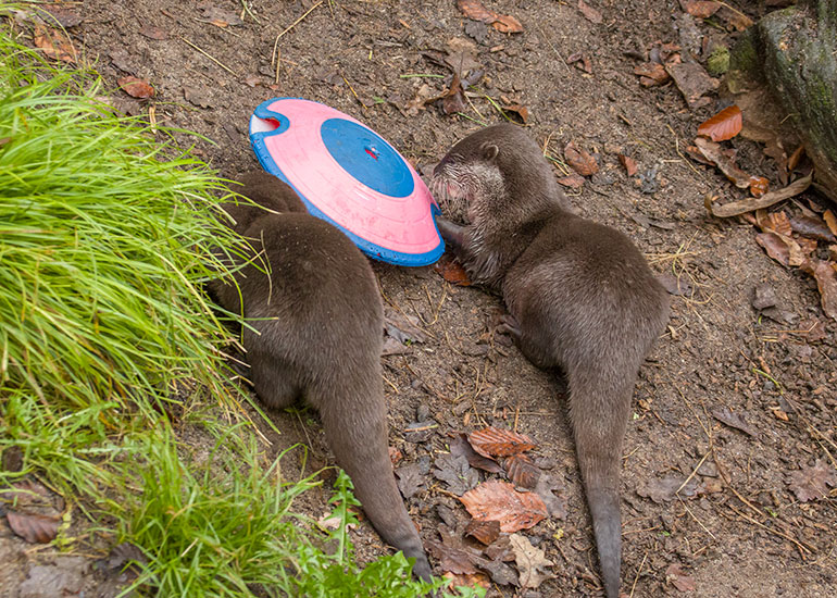 Asian Short-Claw Otters - Harris and Apricot enjoying treats from their enrichment toy