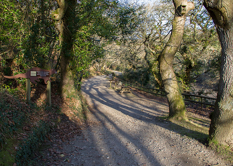 Woodland Walk